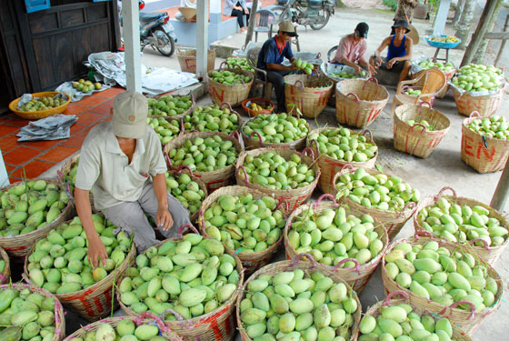 Loi-canh-tinh-cho-trai-cay-xuat-khau