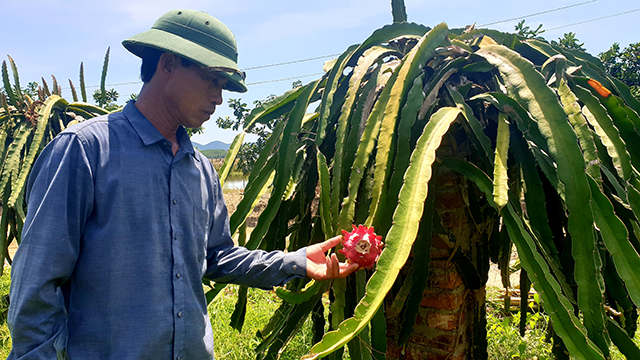 HLV-Trang-Trai--hoa-lan-va-sinh-vat-canh--Lay-nghe-ho-tro-Hoi-lay-Hoi-nuoi-phong-trao