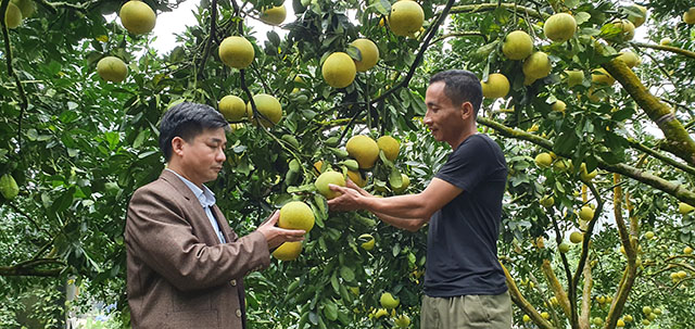 Phat-trien-cay-buoi-ben-vung-Can-nang-cao-chat-luong-gan-voi-tieu-thu