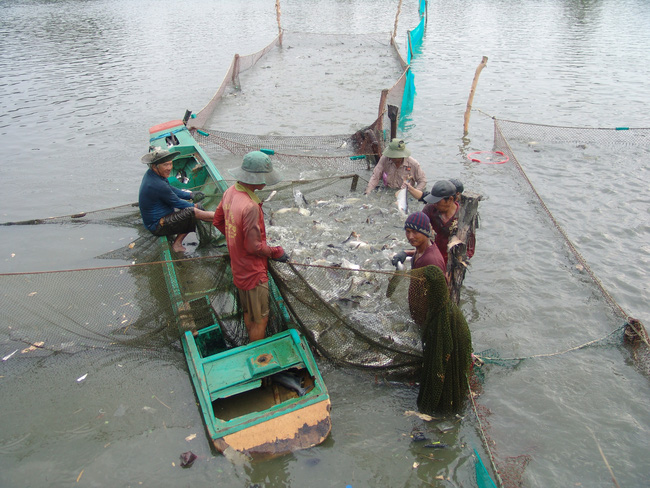 Ky-thuat-nuoi-ca-basa-trong-ao-dat-chat-luong-cao