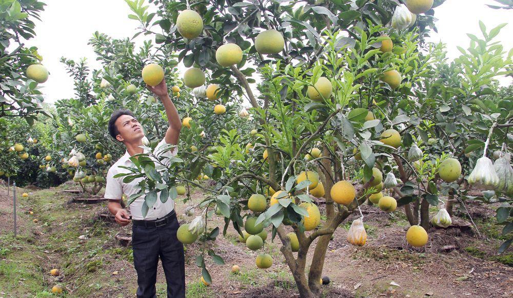 Tin-NN-DBSH-Tap-trung-san-xuat-va-chuan-bi-nguon-thuc-pham-cung-ung-dip-Tet